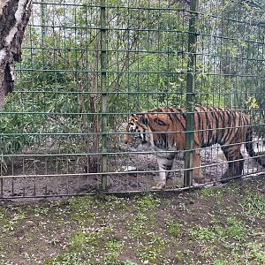 Zoo Braunschweig- Siberian tiger- 2024