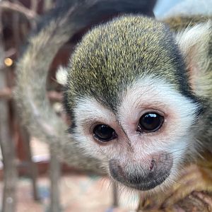 Zoo Braunschweig- squirrel monkey- 2024