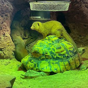 Zoo Braunschweig- dwarf mongoose on top of tortoise- 2024