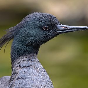 Brazilian merganser (Mergus octosetaceus)