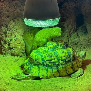 Zoo Braunschweig- dwarf mongoose on tortoise- 2024