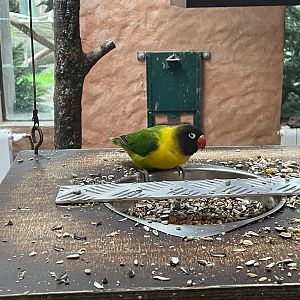 Zoo Braunschweig- masked lovebird- 2024