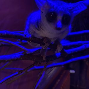 Zoo Braunschweig- Senegal galago- 2024