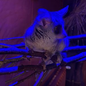 Zoo Braunschweig- Senegal galago- 2024