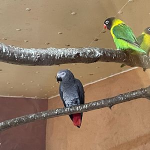 Zoo Braunschweig- greay parrot and masked lovebird- 2024