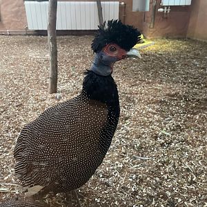 Zoo Braunschweig- Kenya guinea fowl- 2024