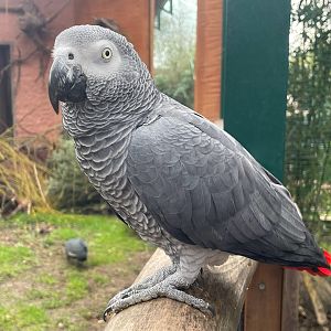 Zoo Braunschweig- grey parrot- 2024