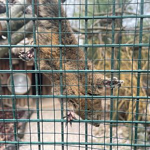 Zoo Braunschweig- squirrel- 2024