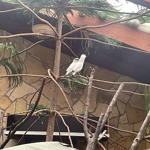 Zoo Braunschweig- Bali sterling couple- 2024