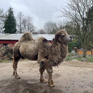 Zoo Braunschweig- Bactrian camel "Sultan"- 2024