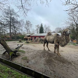Zoo Braunschweig- Bactrian camel and porcupine enclosure- 2024