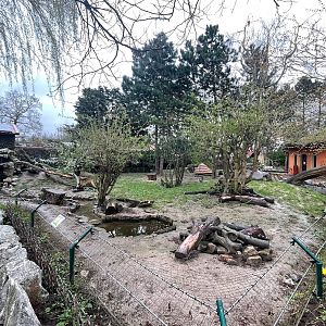 Zoo Braunschweig- racoon and skunk enclosure- 2024