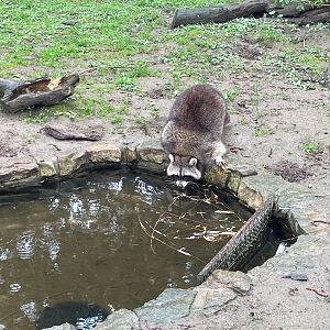 Zoo Braunschweig- raccoon drinking- 2024