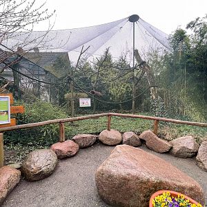 Zoo Braunschweig- golden-headed tamarin enclosure- 2024