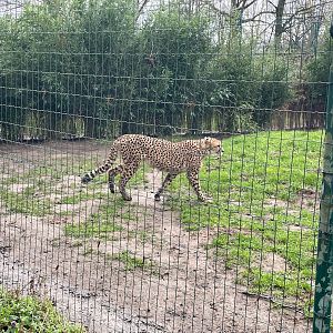 Zoo Braunschweig- cheetah- 2024