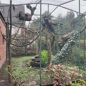 Zoo Braunschweig- cotton-topped tamarin enclosure- 2024