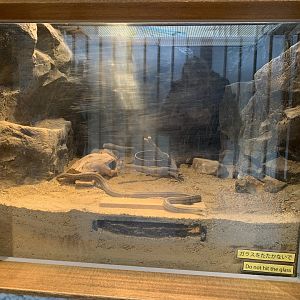 Japanese Striped Snake Exhibit