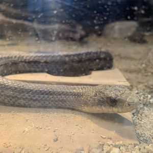 Japanese Striped Snake