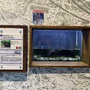 Japanese Newt Exhibit