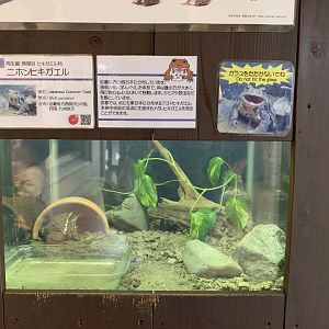 Japanese Common Toad Exhibit