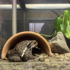 Japanese Common Toad