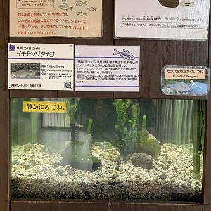 Striped Bitterling Exhibit