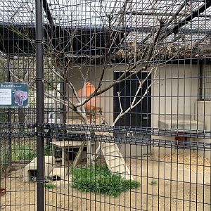 Japanese Red Fox Exhibit