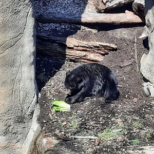 V the American Black Bear