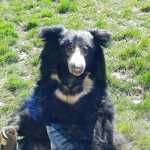 Sloth Bear Posing