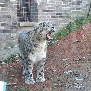 Snow Leopard Yawning