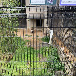 Japanese Raccoon Dog