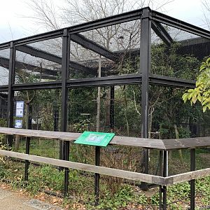 Peregrine Falcon Aviary