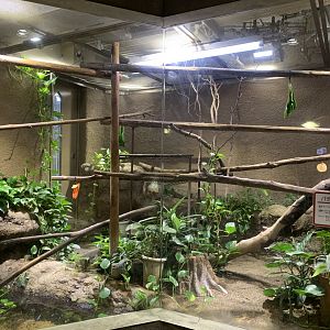 Linne’s Two-toed Sloth Exhibit