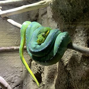 Green Tree Python