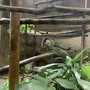 Linne’s Two-toed Sloth