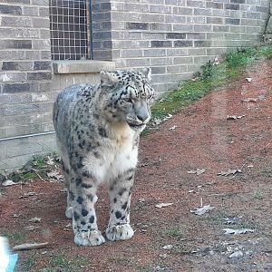 Snow Leopard