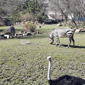Zebra and Ostrich