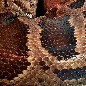 Burmese Python Scales