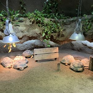 Tortoise Exhibit