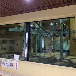 Gorilla Indoor Viewing