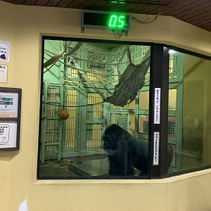 Gorilla Indoor Viewing