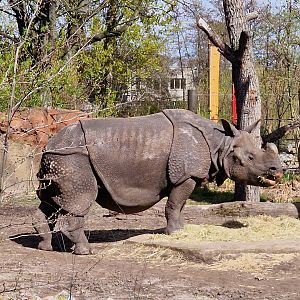 Indian Rhino