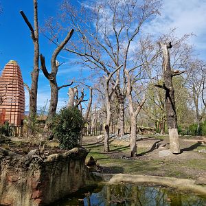 Visayan Warty Pig outdoor exhibit