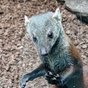 Ring-tailed Vontsira