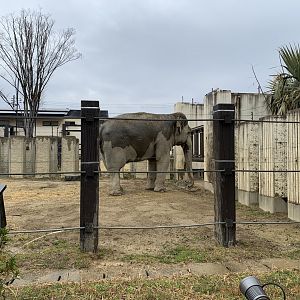 Asian Elephant