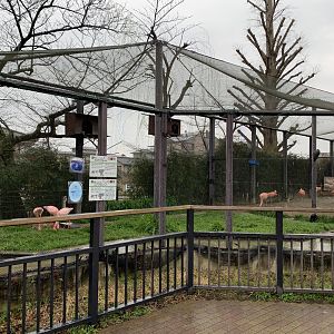 Flamingo Aviary