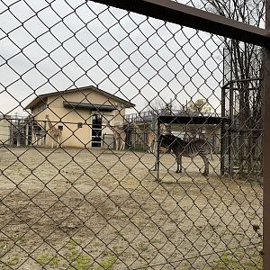 Giraffe and Zebra Exhibit