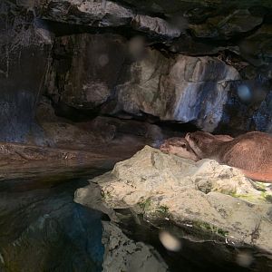 Asian Small-clawed Otter