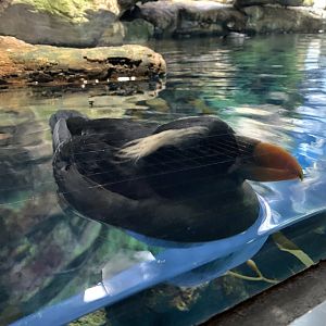 Tufted Puffin