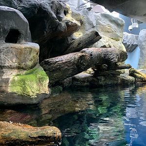 Puffin Exhibit